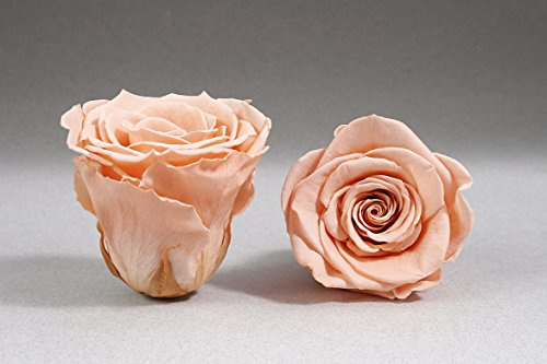 12-pack konserverade rosor – Infinity-Bloom rosenkroppar – MINI huvud-Ø ca 3,5 cm Mini Rosé