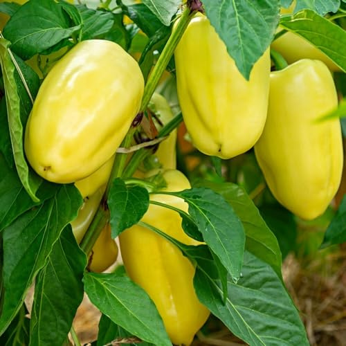 Paprika Pusztagold Samen