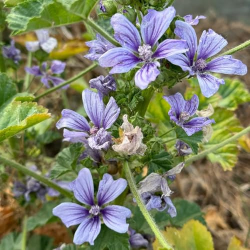 Semi di malva, Le da giardino roccioso sono resistenti Semi di Malva Selvatica, Malva Sylvestris, resistenti perenni biologici autunnali 150pcs