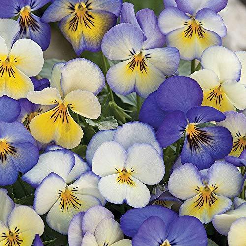 Viola ‘Cool Summer Breeze’ (Pansy) 1 Packet (50 Seeds) by Thompson and Morgan