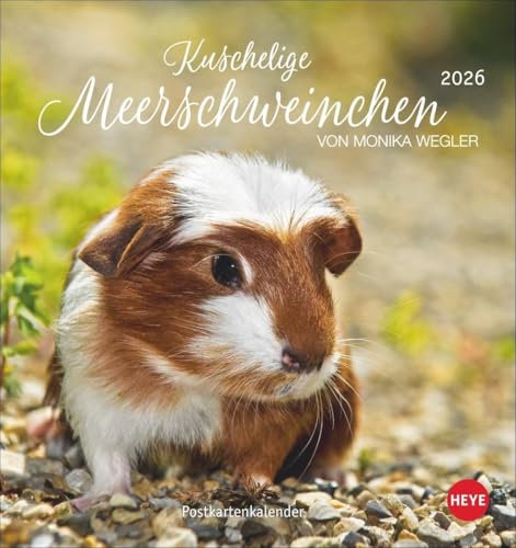 Kuschelige Meerschweinchen Postkartenkalender 2026: Kleiner Kalender mit Porträts der putzigen Nager. Jeden Monat eine neue Postkarte aus dem Fotokalender von Monika Wegler. (Postkartenkalender Heye)
