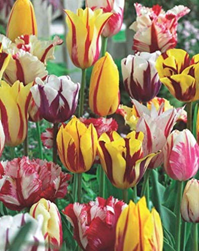 20 Gemischte Papageien und Rembrandt Tulpen Blumenzwiebeln