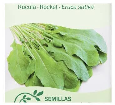 DECOALIVE Semillas de Planta de Rúcula Hierba Natural para Ensaladas