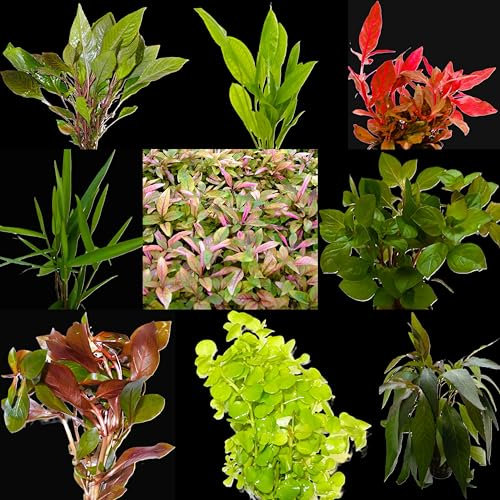 WASSERPFLANZEN WOLFF - 16 Bunde mit schönen kräftigen Aquariumpflanzen - großes buntes Pflanzen Sortiment für ein 200 Liter Aquarium, Wasserpflanzen-Set für alle Bereiche, vorne, Mitte und hinten