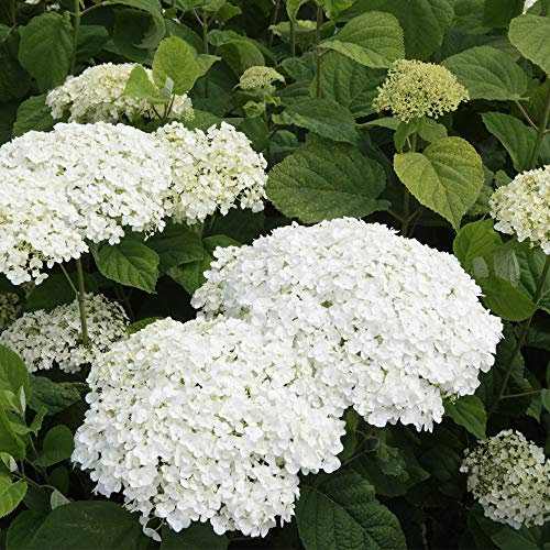 Hydrangea arborescens 'Strong Annabelle' - Sturdy White Flowering Shrub for Shaded Gardens - 1x 5 Litre Potted Plant by Thompson & Morgan