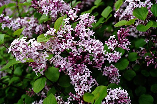 Herbstflieder rosa Blüte - Syringa microphylla Superba Containerware 40-60 cm hoch - Garten von Ehren®
