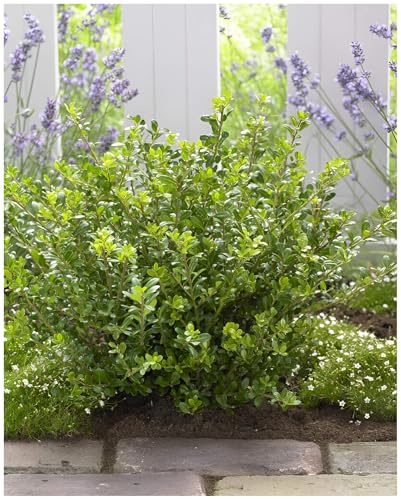 Stauden Gänge 100 x Ilex crenata 'Glory Gem' Japanischer Berg Ilex | Immergrüner Buchsbaum-Ersatz für Sonne bis Halbschatten, mehrjährig, schnittverträglich, 9x9 cm Topf