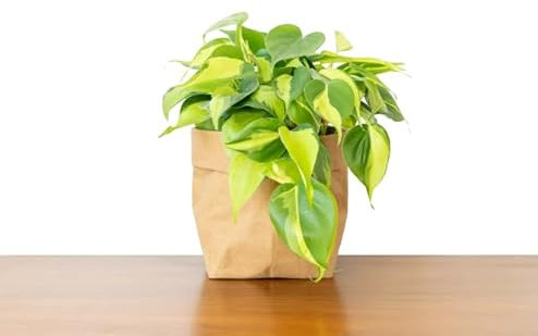 Poto Philodendron Brasil Natural Planta Tapizante que Marcará la Diferencia