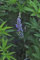Vitex agnus-castus 'Latifolia' - Poivre Des Moines, Arbre Au Poivre 60-80 cm en pot