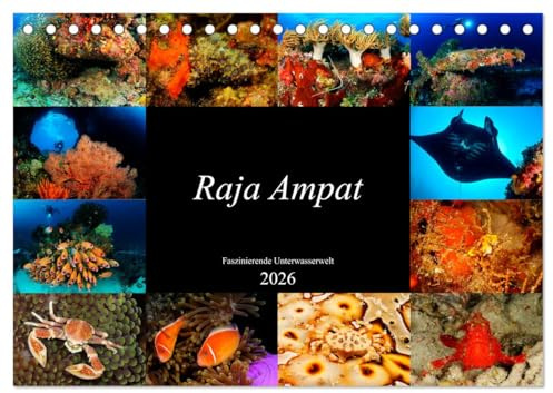 Raja Ampat - Faszinierende Unterwasserwelt (Tischkalender 2026 DIN A5 quer), CALVENDO Monatskalender: Tauchen Sie ein in die faszinierende ... Ampat, Papua in Indonesien. (CALVENDO Natur)