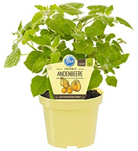 Physalis peruviana alchechengio giallo su vaso cm 12