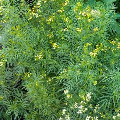 Frozen Seed Capsules - Mexican Mint Marigold (Tagetes lucida) - Grow Now or Store for Future Planting - Capsule of 30 Seeds