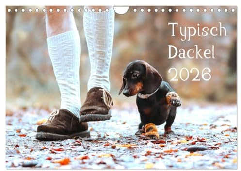 Typisch Dackel 2026 (Wandkalender 2026 DIN A4 quer), CALVENDO Monatskalender