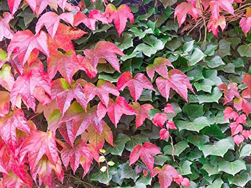 30 Boston Ivy Seeds Climbing Shrub Climber by Pretty Wild Seeds