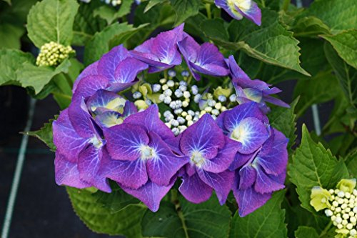 Hortensie blaue Blüte Bauernhortensie Blaumeise Hydrangea macrophylla Blaumeise Containerware 30-40 cm hoch