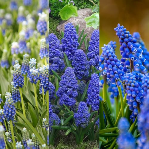 Carbeth Plants - 30 x Muscari Grape Hyacinth Spring Bulb Mix - Mixed Spring Flowering Perennials - UK Hardy Low Maintenance Pollinator Friendly - Grow in Beds, Borders and Patio Pots