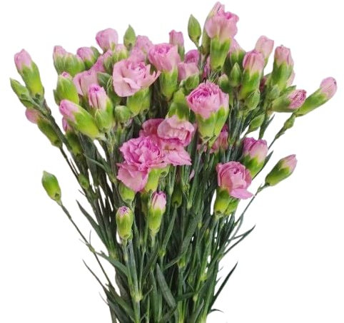 Ramo de Claveles Naturales Color Rosa con 50 Flores en Presentación Premium para Detalles Especiales Clavelinas