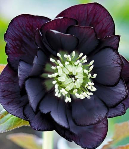 BALDUR Garten 2x Gefüllte Christrose Black Swan, Pflanzen im 9x9 cm-Topf | Helleborus niger, winterharte Staude, mehrjährig & für Standort im Schatten geeignet, blühend