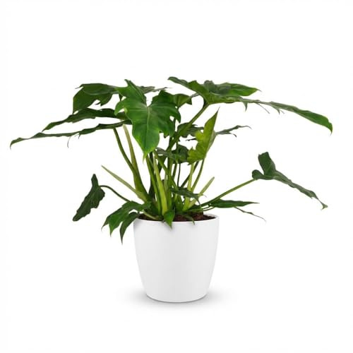 Philodendron - Philodendron Lacerum - Grön - Låg skötsel - med krukväxt Vit - 55-65cm - Ø19cm - Krukväxt - Vintergrön