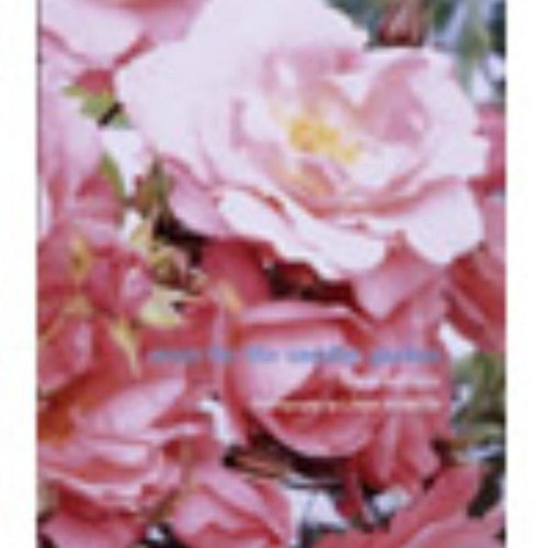 Roses For The Smaller Garden