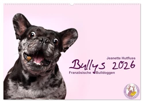Bullys - Französische Bulldoggen 2026 (Wandkalender 2026 DIN A2 quer), CALVENDO Monatskalender: Kleine Hunde mit großem Herz (CALVENDO Tiere)