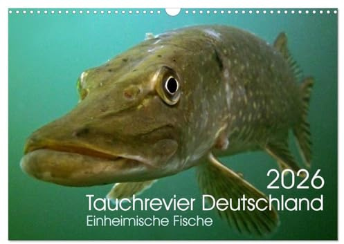 Tauchrevier Deutschland (Wandkalender 2026 DIN A3 quer), CALVENDO Monatskalender: Einheimische Fische (CALVENDO Tiere)