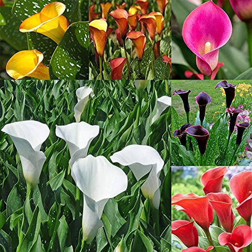 Veri bulbi di giglio di calla/ (non di semi di giglio di calla) Lampadine di colore misto-20Bulbi