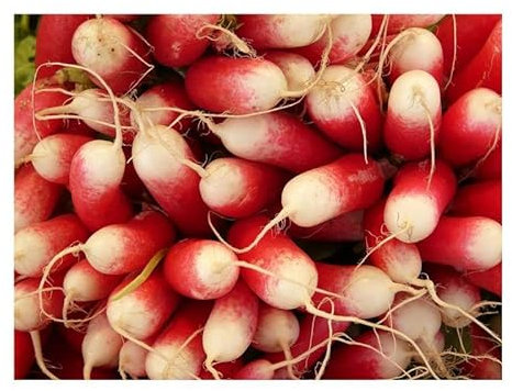 Pcs - 30x Radis 18 Jours Eko Légumes Jardin Plantes - Graines KS266 - Seeds & Plants Shop by Ipsa