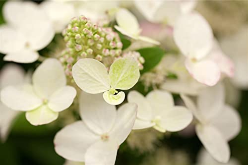 Hydrangea paniculata 'Magical Fire' 40–60 cm – Winterhart, Mehrjährig, Pflegeleicht – Rispenhortensie – Zierstrauch für Garten & Beet