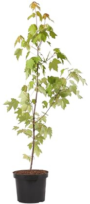 Rot-Ahorn - Acer rubrum - Super Sämling