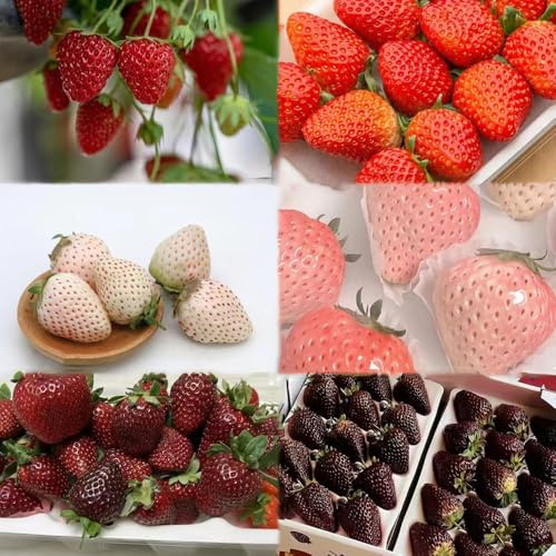 1000 piezas fresas semillas organicas de jardín resistentes y perennes, semillas orgánicas, bancal elevado para balcón de fresa, balcón jardín
