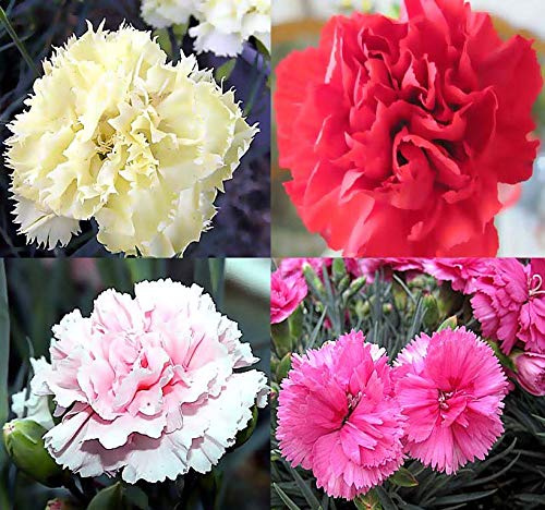 MySeeds.Co Big Pack - Clove Carnation Seed (5,000 Seeds) - Dianthus caryophyllus Chabaud Mix - Edible Flower Seeds (Big Pack - Clove Carnation)