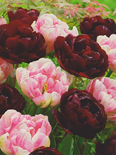 20 Gefüllte Tulpenzwiebeln rot/rosa gemischt Blumenzwiebeln