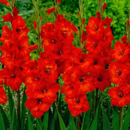 Gladioles Bulbes Rouge Collection - 10 Bulbes de Fleurs à Planter Exterieur - Plantes Vivaces Exterieur - Rustique - Naturelle Plantes de Hollande (pas de graines, non artificiels)