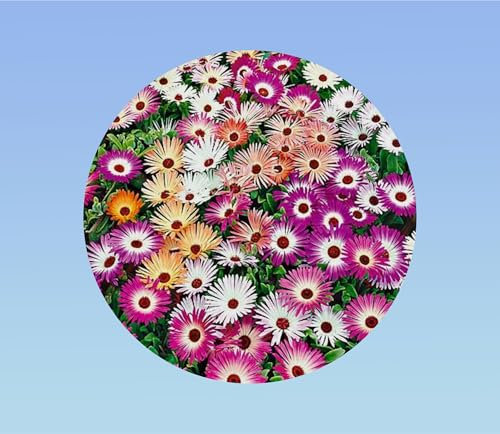 200 graines de ficoide - tapis magique - fleurs mixtes - plante vivace