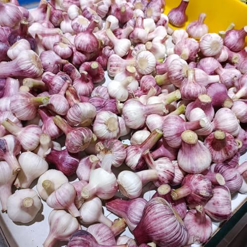 semi di aglio resistente, Allium sativum, giardino interno balcone, biologici invernali 500pcs