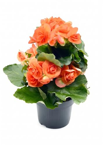 Begonia Arancione Fiorita da Esterno o Interno | Pianta Vera Ornamentale con Fioritura Prolungata | Ideale per Vasi, Balconi, Giardini | Facile da Coltivare