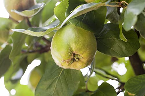 Zwergobst Cydonia 'Apfelquitte' - Winterhart & Pflegeleicht, Aromatische Früchte, Ideal für Terrasse/Balkon, Topf-Gewachsen