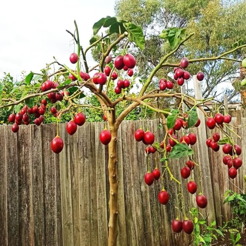 semi di tamarillo biologici - giardino da colonnari, resistenti, perenni all'esterno, 250pcs