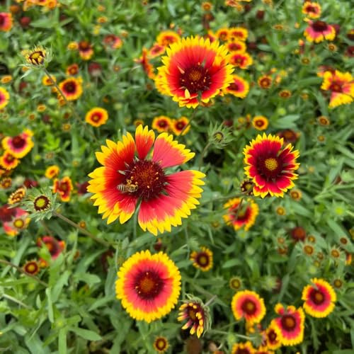 kokardenblume - indoor alte sorten topfpflanzen deko büro seltene steingarten bodendecker stauden hochbeet gartendeko für draußen blumensamen mehrjährig winterhart gewächshaus balkon 500samen