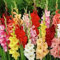 Portal Cool Paquete de se as: Rojo: 50 / 100X colores mezclados Jumbo Gladiolo gigante bulbos de flores perennes de verano Kf37