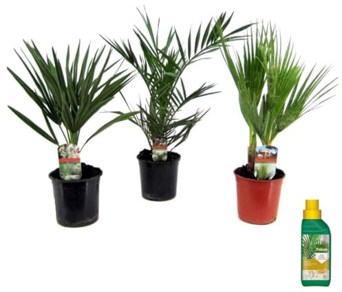 Plant in a Box - Phoenix, Chamaerops, Washingtonia - Mélange de 3 palmiers - Pokon - Pot 15 cm - Hauteur 50-70cm