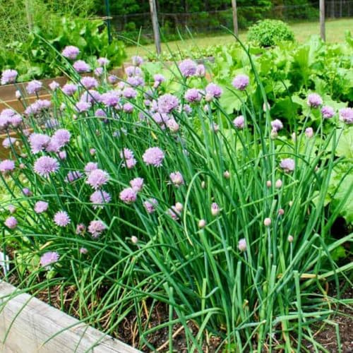 Pack of 3 Chives Plants Live, Heirloom Leeks Chives Herb, 4-8” Tall