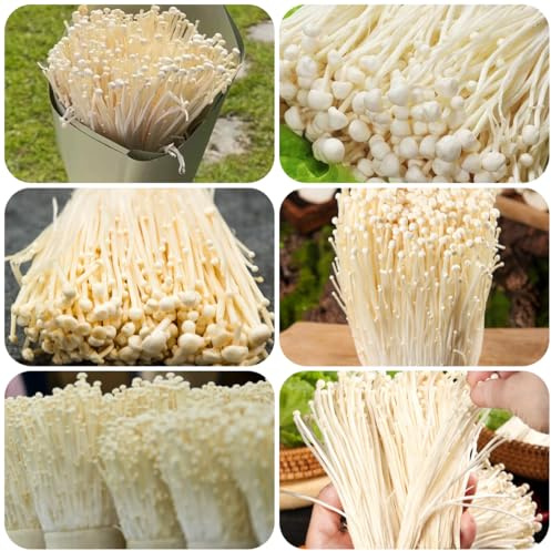 setas enoki orgánicas en de interior exóticas de invierno verdes raras antiguas variedades resistentes resistentes 550semillas