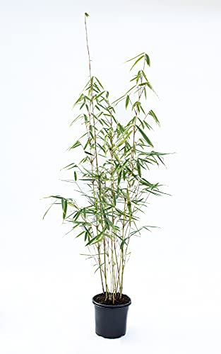 Zebrabambus - Fargesia robusta Campbell - keine Wurzelausläufer - schnell wachsend - winterhart (40/60 cm hoch)