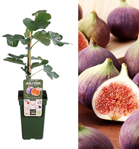 Carbeth Plants Ficus Gustissimo Perretta - Rare Variety - Fig Fruit Tree in A 2L Pot - Miniature Patio Fruit Trees - Figs Outdoor and Garden Tree
