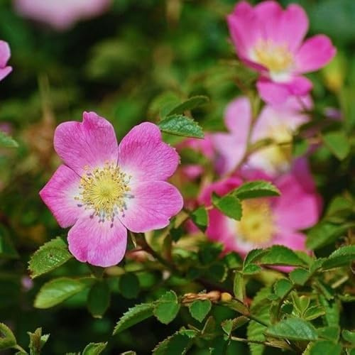 Weinrose Schottische Zaunrose Rosa rubiginosa rosa Blüte Apfelduft Heckenrose Bienenweide