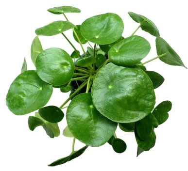 DECOALIVE Planta del Dinero China PREMIUM Planta Natural para Decorar el Hogar
