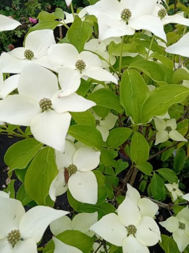 Blumen - Hartriegel Cornus Kousa Milky Way Zierstrauch 40-60 cm