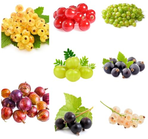 stachelbeere johannisbeeren - gooseberry - obstbäume, winterharte garten obstsamen, winterfeste balkon, winterharte kübelpflanzen 200samen